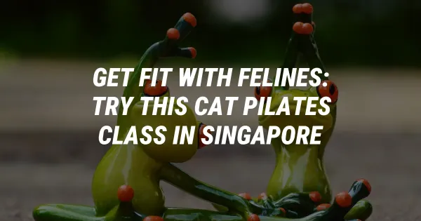 Get Fit With Felines: Try This Cat Pilates Class In Singapore