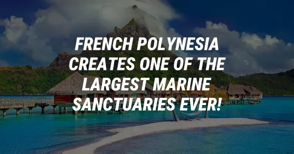 French Polynesia Creates One of the Largest Marine Sanctuaries Ever!