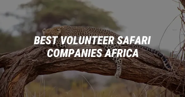 Best Volunteer Safari Companies in Africa: Travel with Purpose