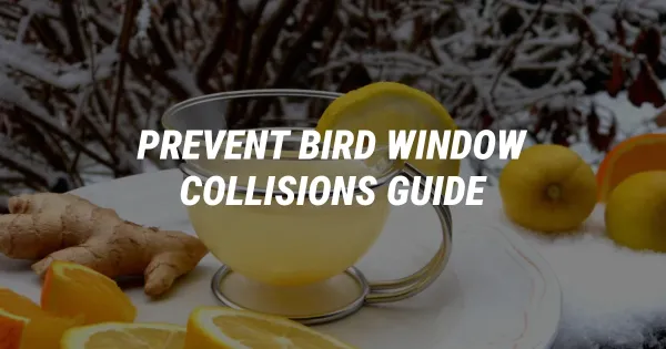 How to Stop Birds From Flying Into Your Windows: Easy Guide