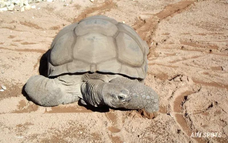 giant galapagos tortoise in the wild