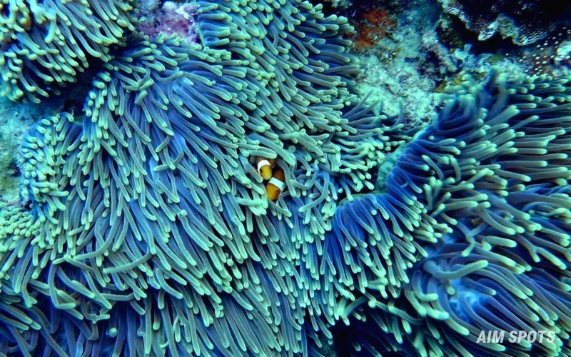 vibrant coral reef compared to bleached white coral