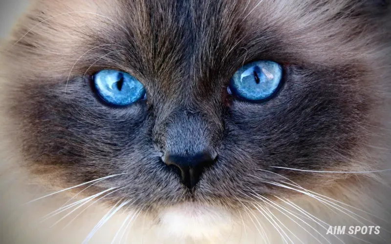 fluffy ragdoll and maine coon cats