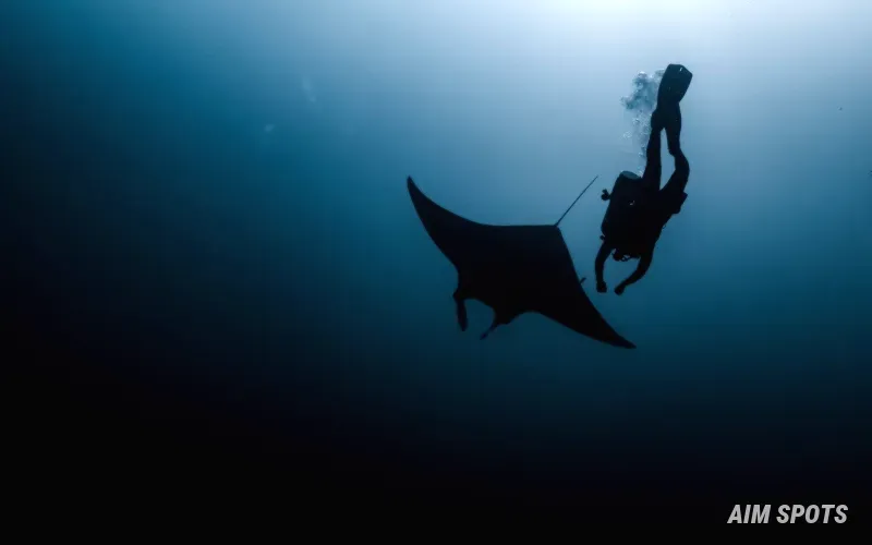 manta ray swimming in crystal clear ocean