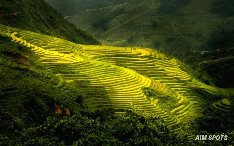 Sapa terraced rice fields Vietnam