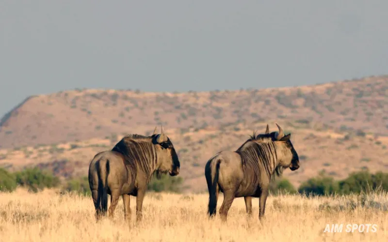 blue wildebeest migration Liuwa Plain