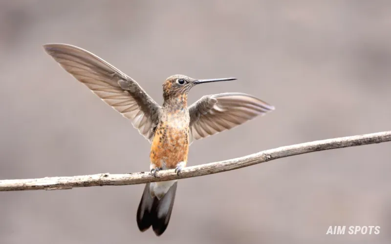 Xantus hummingbird nesting in Baja