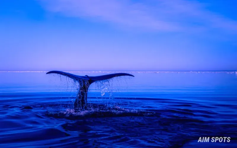 breaching humpback whale Sea of Cortez