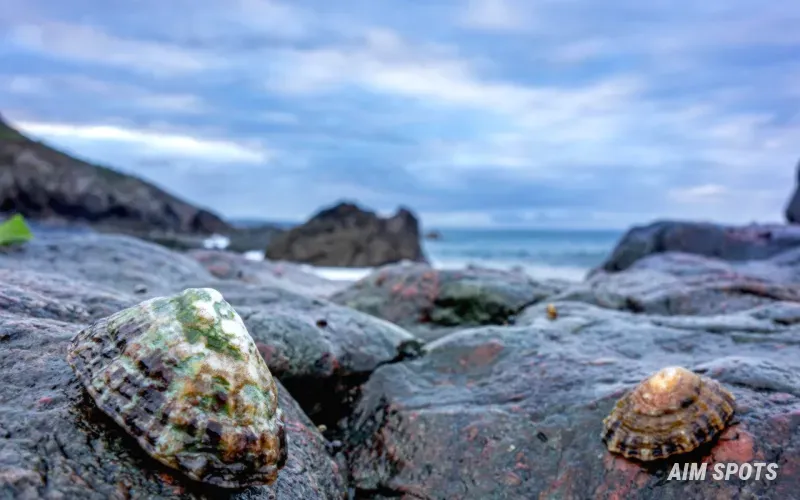 limpet shell home scar on rock