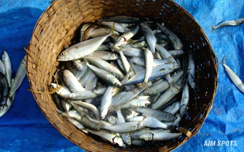 sustainable fishing boat using eco-friendly nets