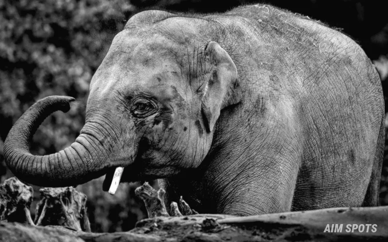 Asian elephant Bronx Zoo