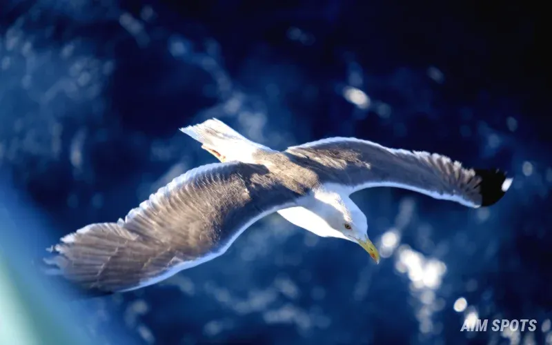bird flying near glass window reflection
