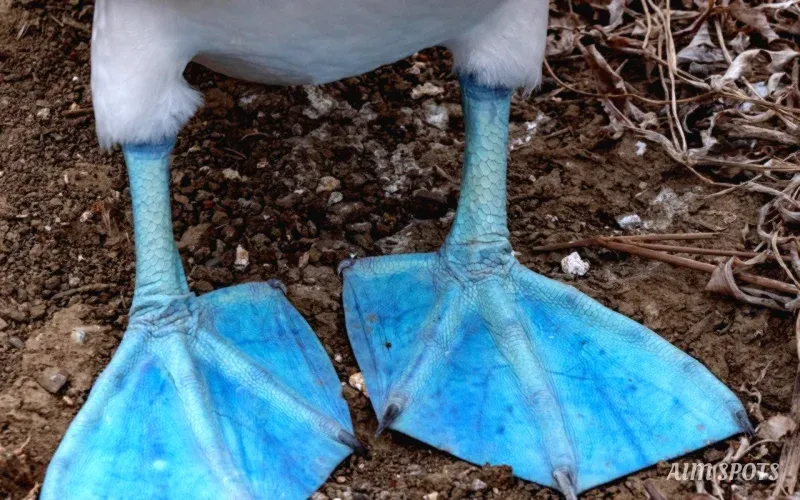 blue footed booby landing galapagos