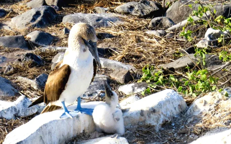 Blue-footed booby on Galapagos rocks