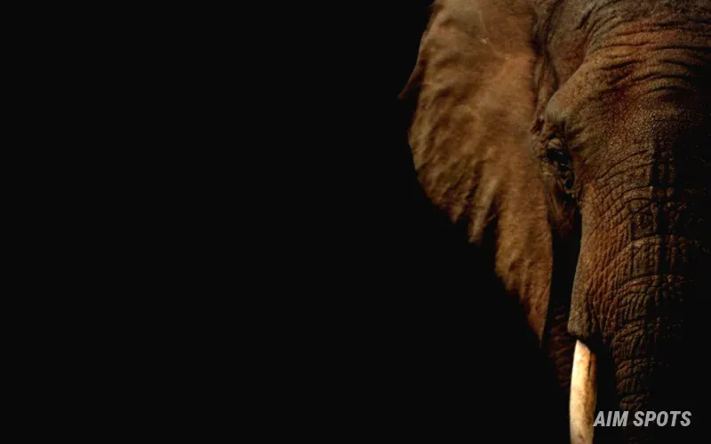 Elephant mirror self recognition test