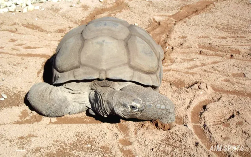 Galapagos giant tortoise in the wild