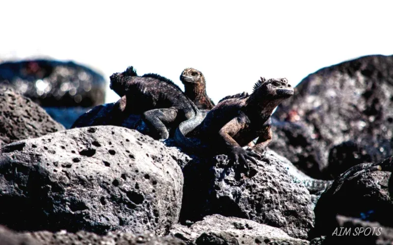 galapagos sea lion on beach