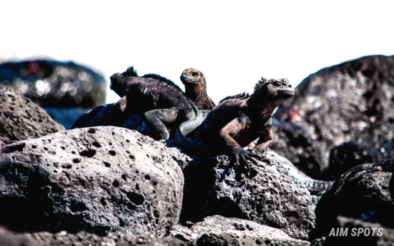 galapagos wildlife telephoto camera lens