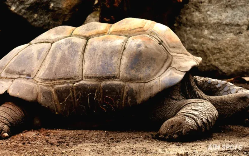 giant tortoise galapagos islands nature