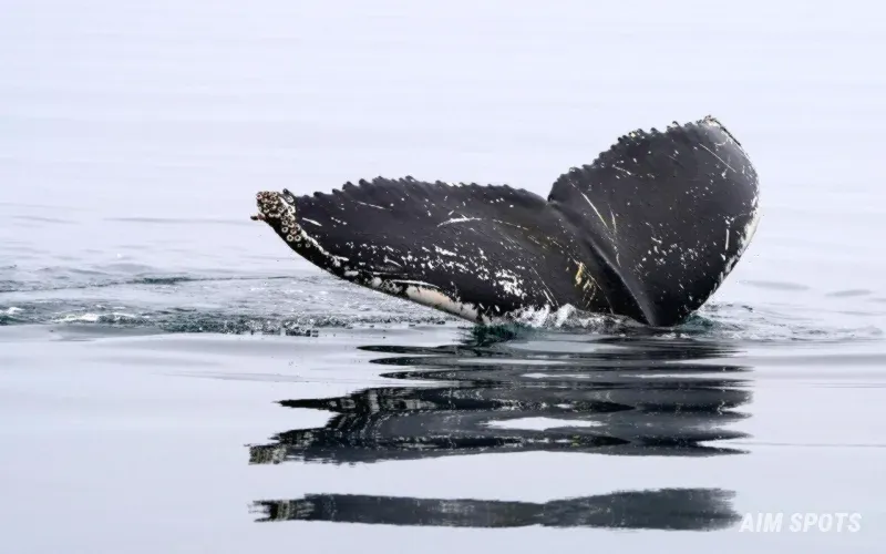 Humpback whale tail Ballena Marine National Park