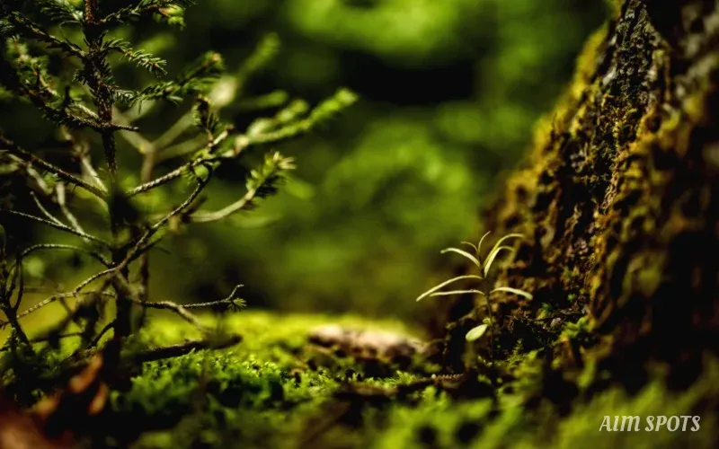 lush green forest ecosystem