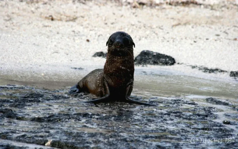 luxury galapagos cruise cabin balcony view