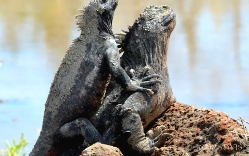marine iguana swimming