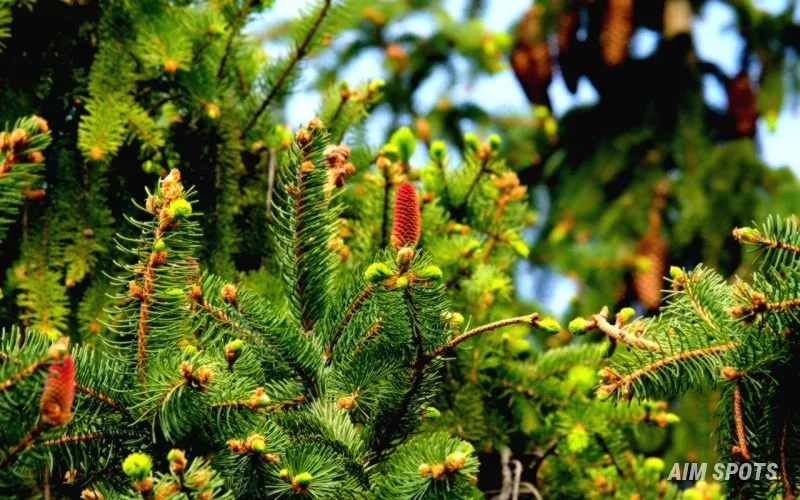 sustainable forest eco tourism path