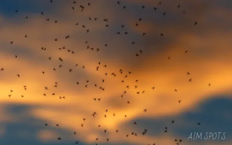 swarming biting midges over ontario lake