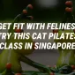 Get Fit With Felines: Try This Cat Pilates Class In Singapore