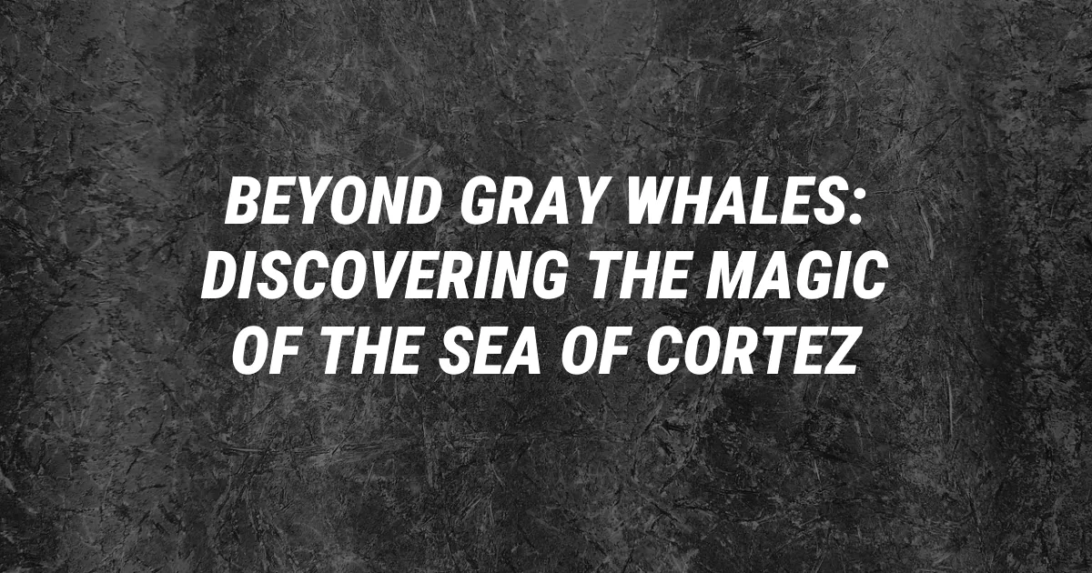 Beyond Gray Whales: Discovering the Magic of the Sea of Cortez