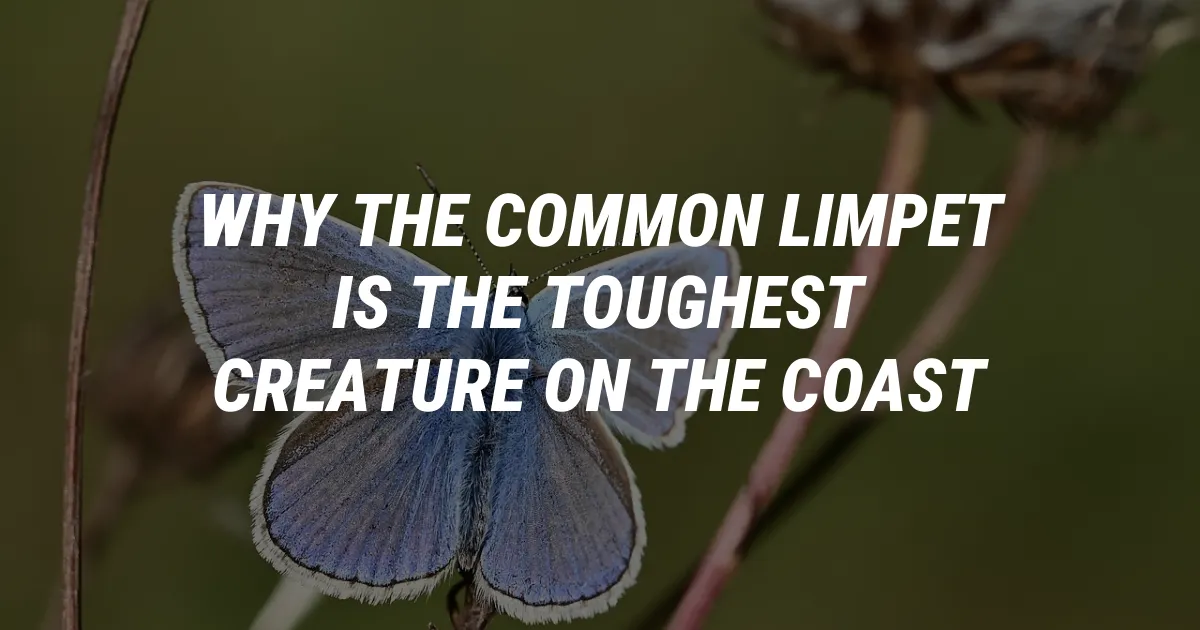 Why the Common Limpet is the Toughest Creature on the Coast